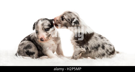 Zwei 21 Tage alten kreuzen zwischen einen australian Shepherd und Border-Collie spielerisch leckt Ohr auf weißem Fell Stockfoto