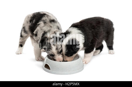 zwei Welpen kreuzen trinken isoliert auf weiss Stockfoto