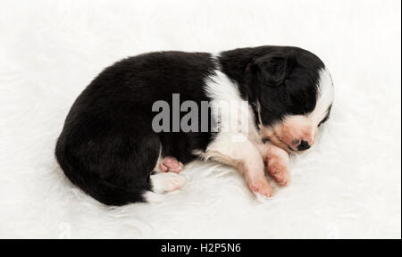 21 Tage alten Mischling zwischen einem australian Shepherd und Border-Collie, friedlich schlafend auf weißem Fell Stockfoto