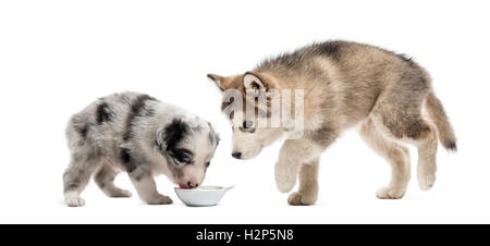 Jung kreuzen und Malamute Welpen trinken isoliert auf weiss Stockfoto