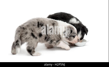 zwei Welpen kreuzen trinken isoliert auf weiss Stockfoto