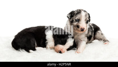 Eine 21 Tage alten Mischling zwischen einem australian Shepherd und ein Border-Collie, schlafen, während die andere schaut sich um, auf weißem Fell Stockfoto