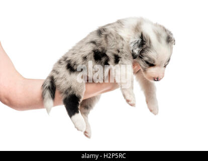 Seitenansicht der eine Hand hält ein Mischling Welpe isoliert auf weiss Stockfoto