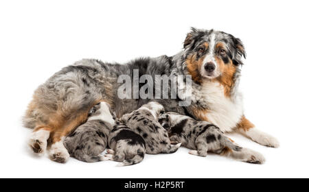 Gruppe von 21 Tag alt Mischling zwischen einen australian Shepherd und Border-Collie Spanferkel von Mutter, isoliert auf weiss Stockfoto