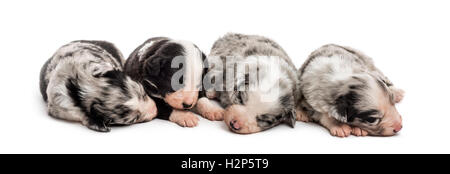 Gruppe von 21 Tag alt Mischling zwischen einem australian Shepherd und ein Border-Collie schlafen friedlich zusammen, isoliert am Pfingstmontag Stockfoto