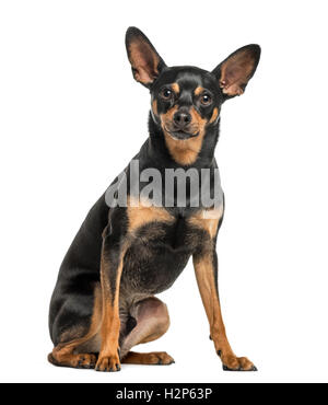 Deutsche Pinscher, 2 Jahre alt, sitzen und Blick in die Kamera, isoliert auf weiss Stockfoto