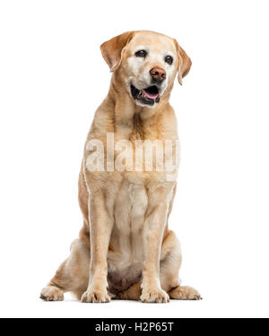 alten Labrador Retriever, 11 Jahre alt, sitzt und wegsehen von Kamera, isoliert auf weiss Stockfoto