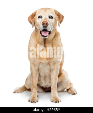 alten Labrador Retriever, 11 Jahre alt, sitzen und Blick in die Kamera, isoliert auf weiss Stockfoto
