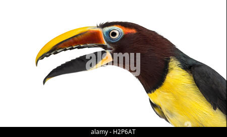 Nahaufnahme von einer grünen Aracari seinem Schnabel zu öffnen, isoliert Pterogossus Viridis auf weiss Stockfoto