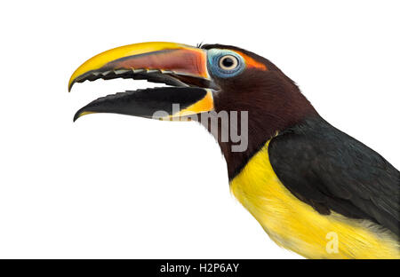 Nahaufnahme von einer grünen Aracari seinem Schnabel zu öffnen, isoliert Pterogossus Viridis auf weiss Stockfoto