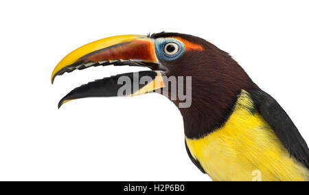 Nahaufnahme von einer grünen Aracari seinem Schnabel zu öffnen, isoliert Pterogossus Viridis auf weiss Stockfoto