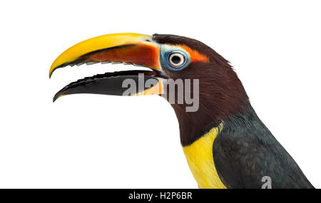 Nahaufnahme von einer grünen Aracari, Pterogossus Viridis öffnen seinen Schnabel isoliert auf weiss Stockfoto