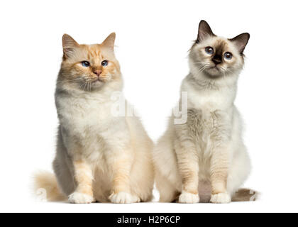 Zwei Birma Katzen sitzen isoliert auf weiss Stockfoto
