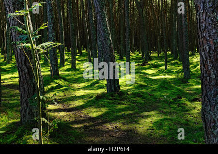 Nördlichen Wald im Sommer mit schattigen Stämme der Pinien und grünen moosigen Boden durch Sonne beleuchtet Stockfoto