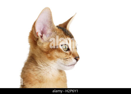 Wild Farbe Abessinier Katze 3 Monate Portrait über weiß Stockfoto