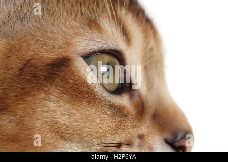 wilde Farbe Abessinier Kitten 3 Monate Closeup Portrait über weiß Stockfoto