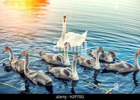 Familie von Schwänen schwimmen auf dem Fluss Stockfoto