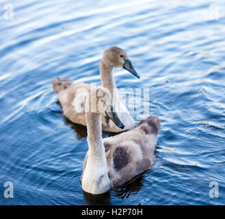 Zwei junge Schwäne schwimmen im See Stockfoto