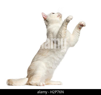 Seitliche Sicht auf eine Britisch Kurzhaar Katze sitzen und spielen auf weiß isoliert Stockfoto