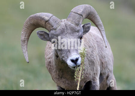 Bighorn sheep Glacier National Park, Montana USA Stockfoto