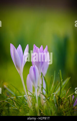 Krokusse, die Schwellenländer in einem Rasen Stockfoto