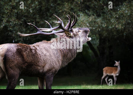 Eine männliche Hirsche im Vordergrund mit seinen mächtigen Hörnern. Mit der Mund strahlt das klassische Dröhnen in der Paarungszeit. Stockfoto