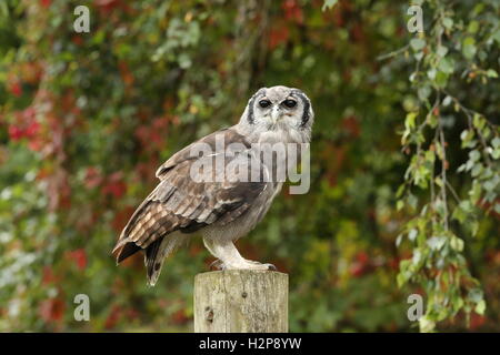 Nahaufnahme von einem Verreaux Uhu thront auf einem Baumstumpf Stockfoto