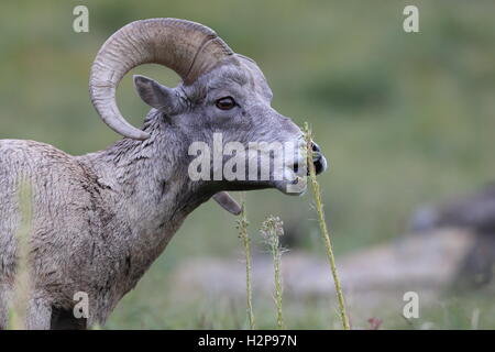 Bighorn sheep Glacier National Park, Montana USA Stockfoto