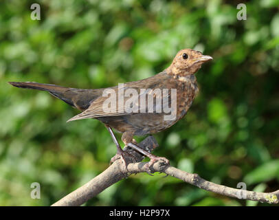 Nahaufnahme von eine junge Amsel Stockfoto