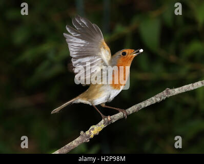 Nahaufnahme von einem Robin ausziehen Stockfoto