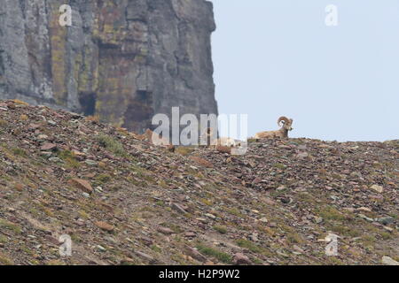 Bighorn sheep Glacier National Park, Montana USA Stockfoto