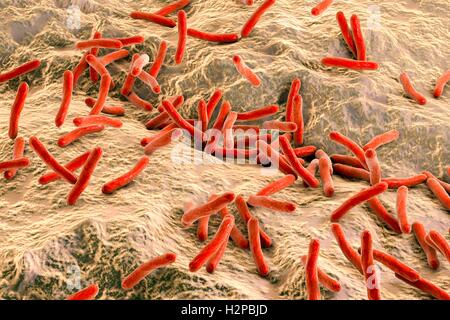 Lepra-Bakterien. Computer Grafik von Mycobacterium Leprae Bakterien, die grampositiven stabförmigen Bakterien die Krankheit Lepra hervorrufen. Stockfoto