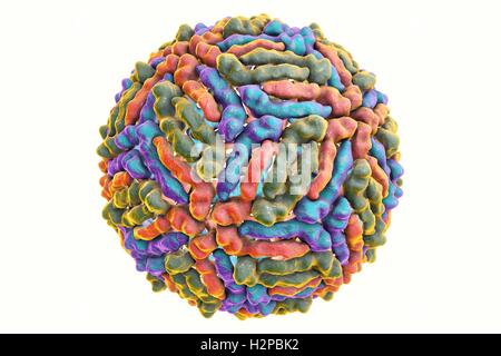 West-Nil-Viruspartikel, Computer Bild. West-Nil-Virus (WNV) ist bekannt, Enzephalitis beim Menschen verursachen. Die WNV gehört zu den Flavivirus, welche sind RNA (Ribonukleinsäure) Viren, die von einer äußeren Protein-Hülle umgeben sind. WNV wird durch Mücken übertragen und befällt sowohl Menschen als auch Tiere. Symptome reichen von leichtem Fieber zu spontanen Blutungen der Haut und der Kreislauf Versagen, die oft tödlich sind. Stockfoto