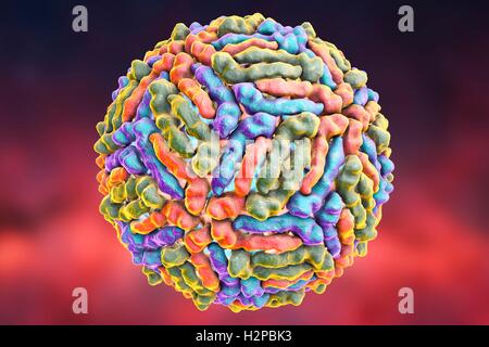 West-Nil-Viruspartikel, Computer Bild. West-Nil-Virus (WNV) ist bekannt, Enzephalitis beim Menschen verursachen. Die WNV gehört zu den Flavivirus, welche sind RNA (Ribonukleinsäure) Viren, die von einer äußeren Protein-Hülle umgeben sind. WNV wird durch Mücken übertragen und befällt sowohl Menschen als auch Tiere. Symptome reichen von leichtem Fieber zu spontanen Blutungen der Haut und der Kreislauf Versagen, die oft tödlich sind. Stockfoto