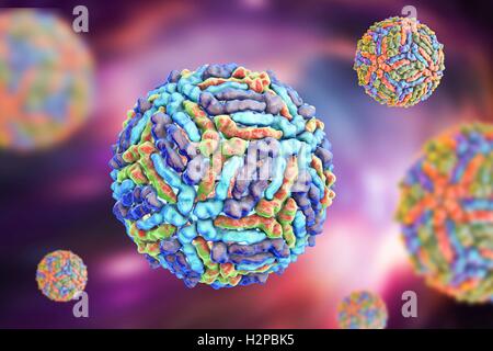 West-Nil-Viruspartikel, Computer Bild. West-Nil-Virus (WNV) ist bekannt, Enzephalitis beim Menschen verursachen. Die WNV gehört zu den Flavivirus, welche sind RNA (Ribonukleinsäure) Viren, die von einer äußeren Protein-Hülle umgeben sind. WNV wird durch Mücken übertragen und befällt sowohl Menschen als auch Tiere. Symptome reichen von leichtem Fieber zu spontanen Blutungen der Haut und der Kreislauf Versagen, die oft tödlich sind. Stockfoto