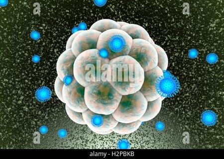 Zika Viren infizieren menschlichen Embryos, Computer Bild. Dies ist eine RNA (Ribonukleinsäure)-Virus aus der Familie der Flaviviridae. Es ist über den Biss eines infizierten Aedes SP. Mücke auf den Menschen übertragen. Es verursacht Zika Fieber, eine leichte Erkrankung mit Symptomen wie Hautausschlag, gemeinsame Schmerz und Konjunktivitis. Im Jahr 2015 wurde eine bisher unbekannte Verbindung zwischen Zika-Infektion bei schwangeren Frauen und Mikrozephalie (kleiner Kopf) bei Neugeborenen berichtet. Dies kann dazu führen, dass fehl- oder Tod kurz nach Geburt oder führen zu Entwicklungsverzögerungen und Störungen. Stockfoto