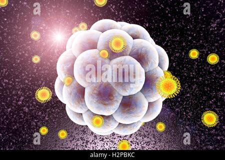 Zika Viren infizieren menschlichen Embryos, Computer Bild. Dies ist eine RNA (Ribonukleinsäure)-Virus aus der Familie der Flaviviridae. Es ist über den Biss eines infizierten Aedes SP. Mücke auf den Menschen übertragen. Es verursacht Zika Fieber, eine leichte Erkrankung mit Symptomen wie Hautausschlag, gemeinsame Schmerz und Konjunktivitis. Im Jahr 2015 wurde eine bisher unbekannte Verbindung zwischen Zika-Infektion bei schwangeren Frauen und Mikrozephalie (kleiner Kopf) bei Neugeborenen berichtet. Dies kann dazu führen, dass fehl- oder Tod kurz nach Geburt oder führen zu Entwicklungsverzögerungen und Störungen. Stockfoto