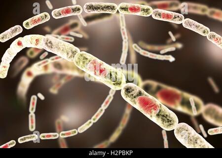 Milzbrandbakterien, Computer Bild. Anthrax-Bakterien (Bacillus Anthracis) sind die Ursache für die Krankheit Milzbrand bei Mensch und Vieh. Sie sind grampositive Spore-produzierenden Bakterien, die in Ketten (Streptobacilli) angeordnet. Viele Zellen haben eine zentrale Spore (rot). Stockfoto