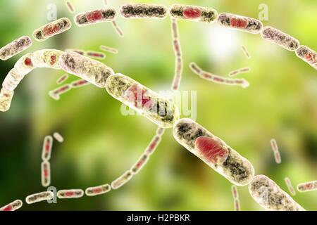 Milzbrandbakterien, Computer Bild. Anthrax-Bakterien (Bacillus Anthracis) sind die Ursache für die Krankheit Milzbrand bei Mensch und Vieh. Sie sind grampositive Spore-produzierenden Bakterien, die in Ketten (Streptobacilli) angeordnet. Viele Zellen haben eine zentrale Spore (rot). Stockfoto