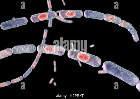 Milzbrandbakterien, Computer Bild. Anthrax-Bakterien (Bacillus Anthracis) sind die Ursache für die Krankheit Milzbrand bei Mensch und Vieh. Sie sind grampositive Spore-produzierenden Bakterien, die in Ketten (Streptobacilli) angeordnet. Viele Zellen haben eine zentrale Spore (rot). Stockfoto