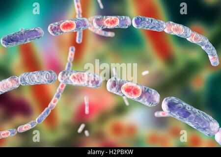 Milzbrandbakterien, Computer Bild. Anthrax-Bakterien (Bacillus Anthracis) sind die Ursache für die Krankheit Milzbrand bei Mensch und Vieh. Sie sind grampositive Spore-produzierenden Bakterien, die in Ketten (Streptobacilli) angeordnet. Viele Zellen haben eine zentrale Spore (rot). Stockfoto