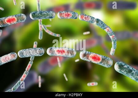 Milzbrandbakterien, Computer Bild. Anthrax-Bakterien (Bacillus Anthracis) sind die Ursache für die Krankheit Milzbrand bei Mensch und Vieh. Sie sind grampositive Spore-produzierenden Bakterien, die in Ketten (Streptobacilli) angeordnet. Viele Zellen haben eine zentrale Spore (rot). Stockfoto