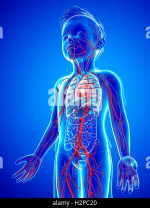 Illustration des Kindes Herz-Kreislauf-System. Stockfoto