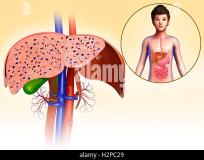 Abbildung eines Querschnitts durch eine Leber. Stockfoto