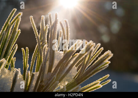 gefrorene Tannennadeln in der Morgensonne Stockfoto