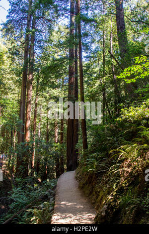 Wanderweg im Muir Woods National Monument in der Nähe von San Francisco, Kalifornien, USA. Stockfoto