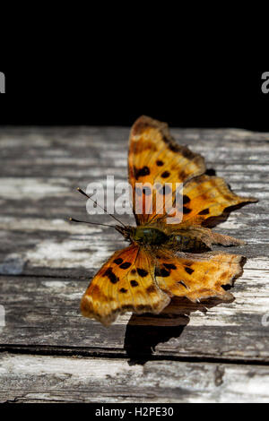 Satyr Komma (Polygonia Satyrus) in den Muir Woods National Monument in der Nähe von San Francisco, Kalifornien, USA. Stockfoto