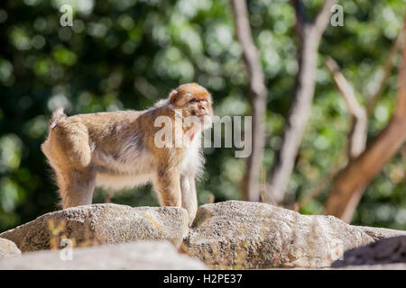 auf den Felsen Leben Affen Berg hoch und trocken Stockfoto