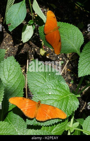 Schöne Schmetterlinge aus der Cockrell Schmetterling Zentrum im Museumsviertel, Houston, Tx Stockfoto