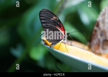 Schöne Schmetterlinge aus der Cockrell Schmetterling Zentrum im Museumsviertel, Houston, Tx Stockfoto